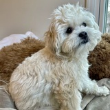 Entry image for Chocolate 🍫