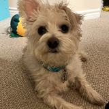 Entry image for Shaggy