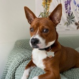 Entry image for Finn