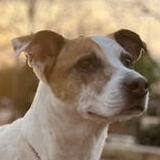 Entry image for Gigi 