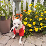 Entry image for Daisy Bee