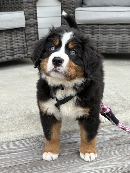 Entry image for Clara. Clicking this image will show a larger photo