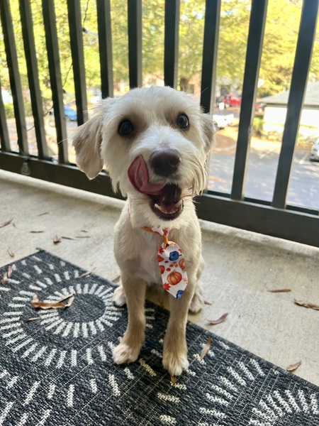 Entry image for Mike Tyson. Clicking this image will show a larger photo