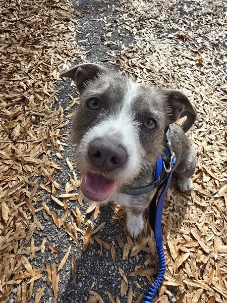 Entry image for Roscoe . Clicking this image will show a larger photo