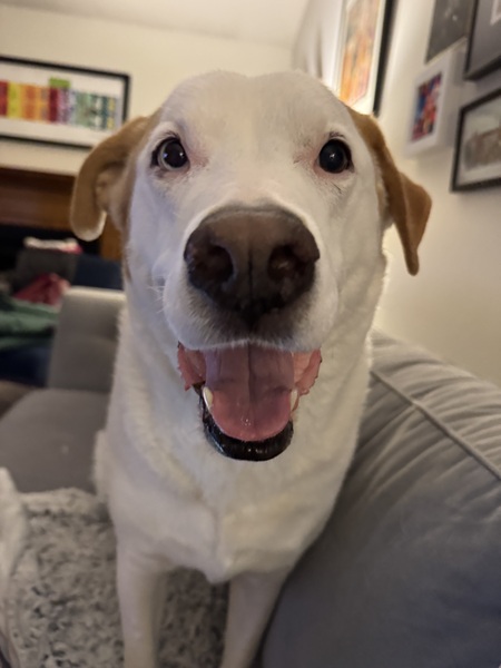 Entry image for Moon Pie. Clicking this image will show a larger photo