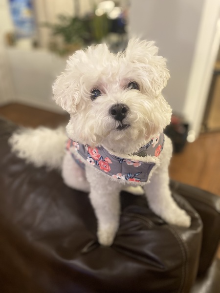 Entry image for Princess 👑. Clicking this image will show a larger photo