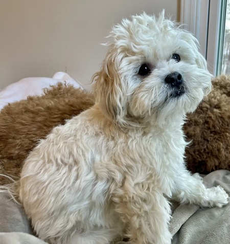 Entry image for Chocolate 🍫. Clicking this image will show a larger photo