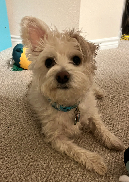 Entry image for Shaggy. Clicking this image will show a larger photo