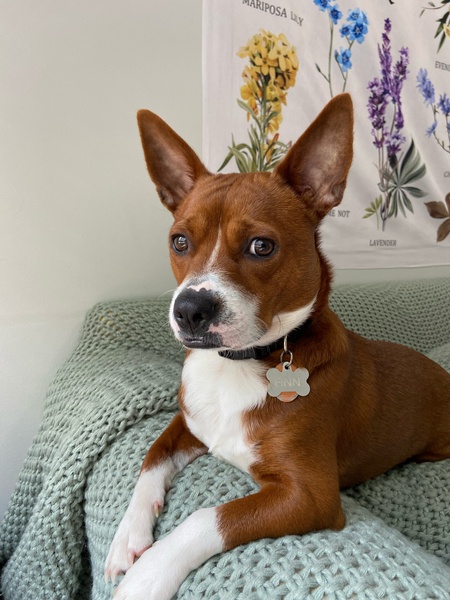 Entry image for Finn. Clicking this image will show a larger photo