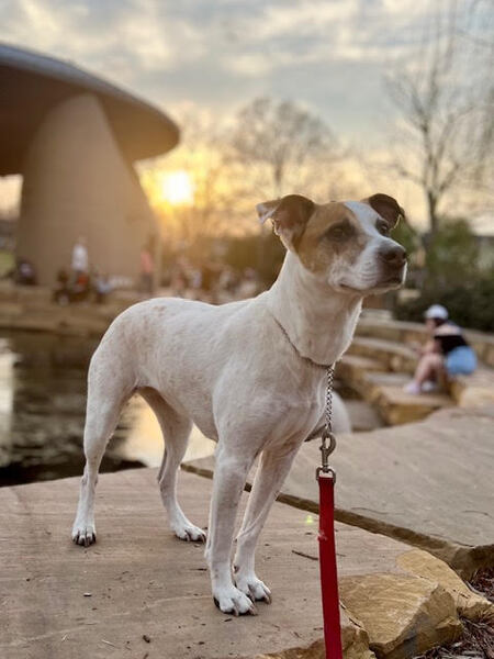 Entry image for Gigi . Clicking this image will show a larger photo