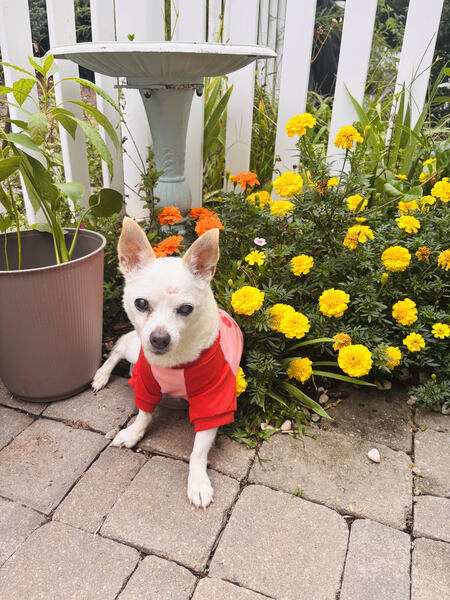 Entry image for Daisy Bee. Clicking this image will show a larger photo