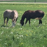 Entry image for Tracey