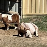 Entry image for Tracey Howard