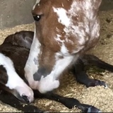 Entry image for Tracey Howard