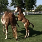 Entry image for Tracey Howard