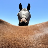 Entry image for Sharon Cowher