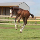 Entry image for Chrometown Hero 