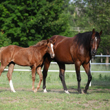 Entry image for Daisy Rakan