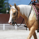 Entry image for Daisy Rakan