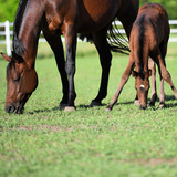 Entry image for Daisy Rakan