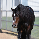 Entry image for Daisy Rakan