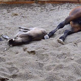 Entry image for Addy Storts