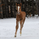 Entry image for Daisy Rakan