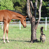 Entry image for Daisy Rakan