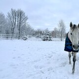 Entry image for Daisy Rakan