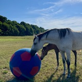 Entry image for Daisy Rakan