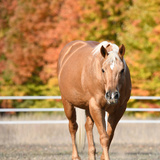 Entry image for Daisy Rakan