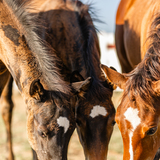 Entry image for Corrin Hupp