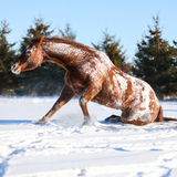 Entry image for Kayla Bloede