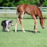 Entry image for Daisy Rakan