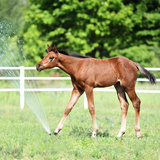 Entry image for Daisy Rakan