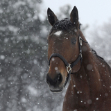 Entry image for Jessica Hein