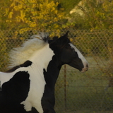 Entry image for Jessica Hein