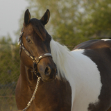 Entry image for Jessica Hein