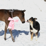 Entry image for Daisy Rakan