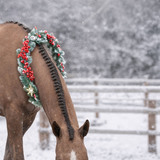 Entry image for Daisy Rakan