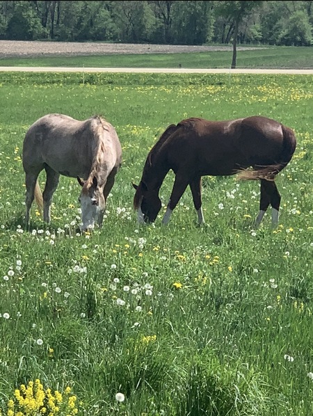 Entry image for Tracey. Clicking this image will show a larger photo