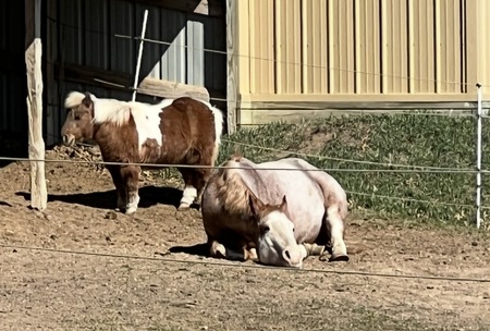 Entry image for Tracey Howard. Clicking this image will show a larger photo