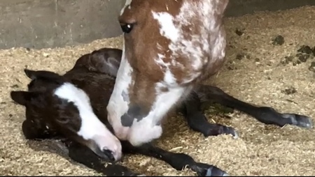 Entry image for Tracey Howard. Clicking this image will show a larger photo