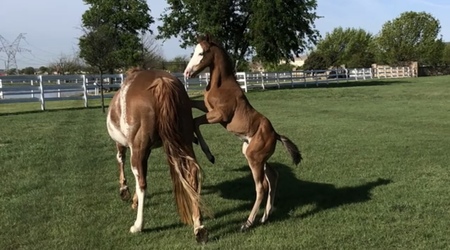 Entry image for Tracey Howard. Clicking this image will show a larger photo