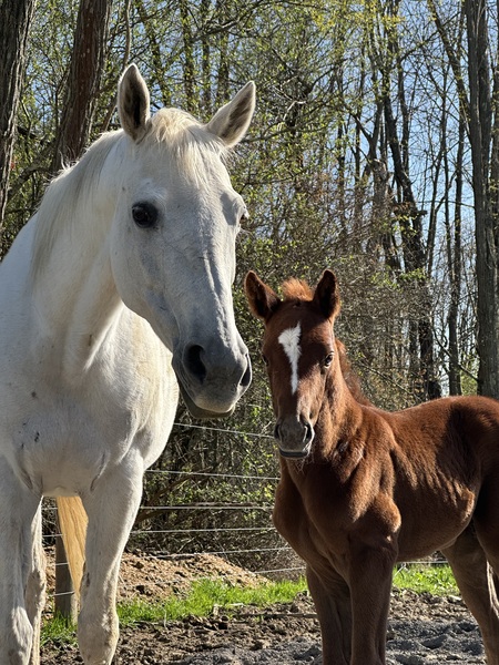 Entry image for Ashley Ball. Clicking this image will show a larger photo