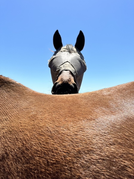 Entry image for Sharon Cowher. Clicking this image will show a larger photo