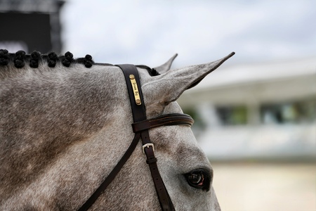 Entry image for Daisy Rakan. Clicking this image will show a larger photo