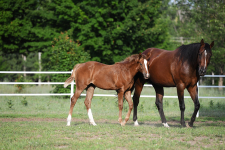 Entry image for Daisy Rakan. Clicking this image will show a larger photo