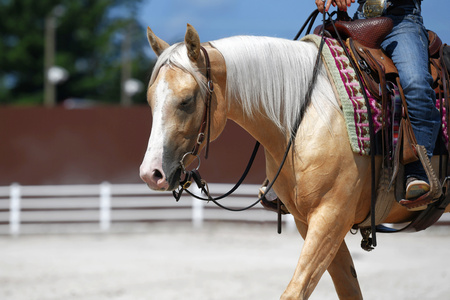 Entry image for Daisy Rakan. Clicking this image will show a larger photo