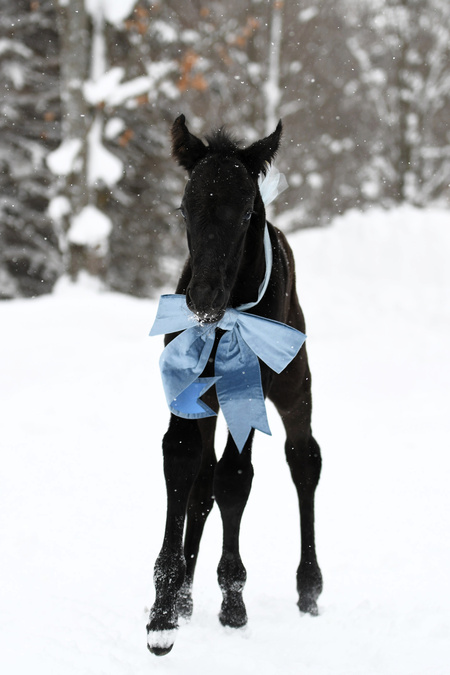 Entry image for Daisy Rakan. Clicking this image will show a larger photo